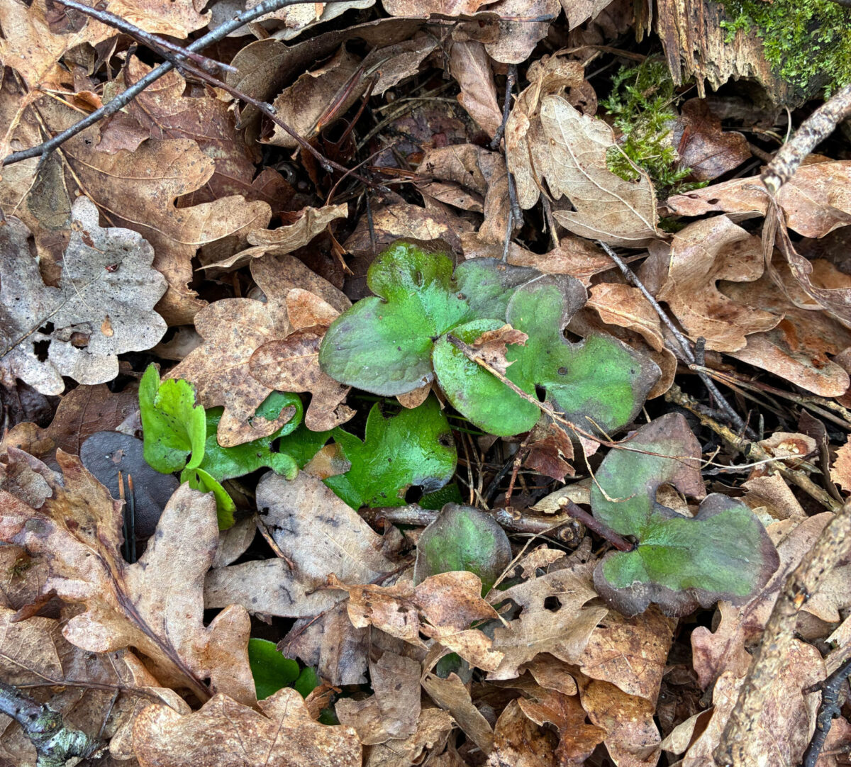 växt bland torra löv. foto.