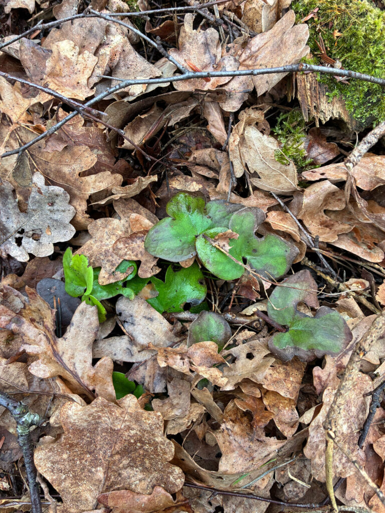 växt bland torra löv. foto.