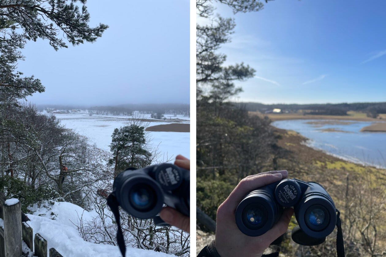 Kollage med två foton över kikare och samma utsikt: till vänster är en nästan före bild(en arborist har tagit ner en trätopp), till höger är slutresultatet.