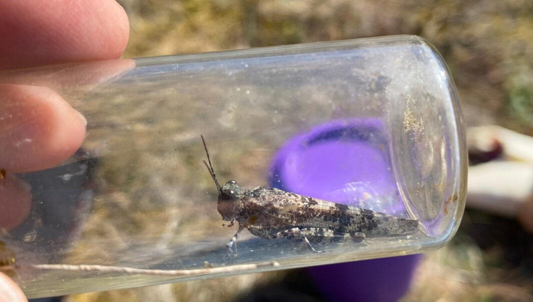 Närbild på en gräshoppa i ett provrör. Foto.
