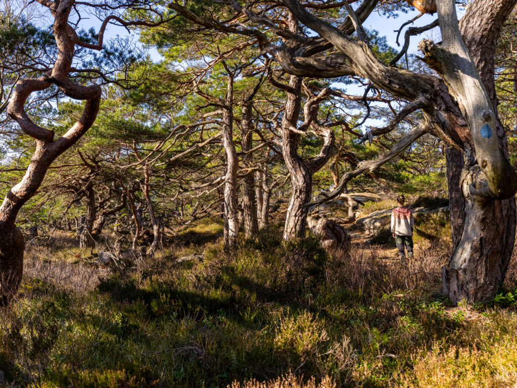 Knotig tallskog och en vadnrsare i förgrunden. Foto.