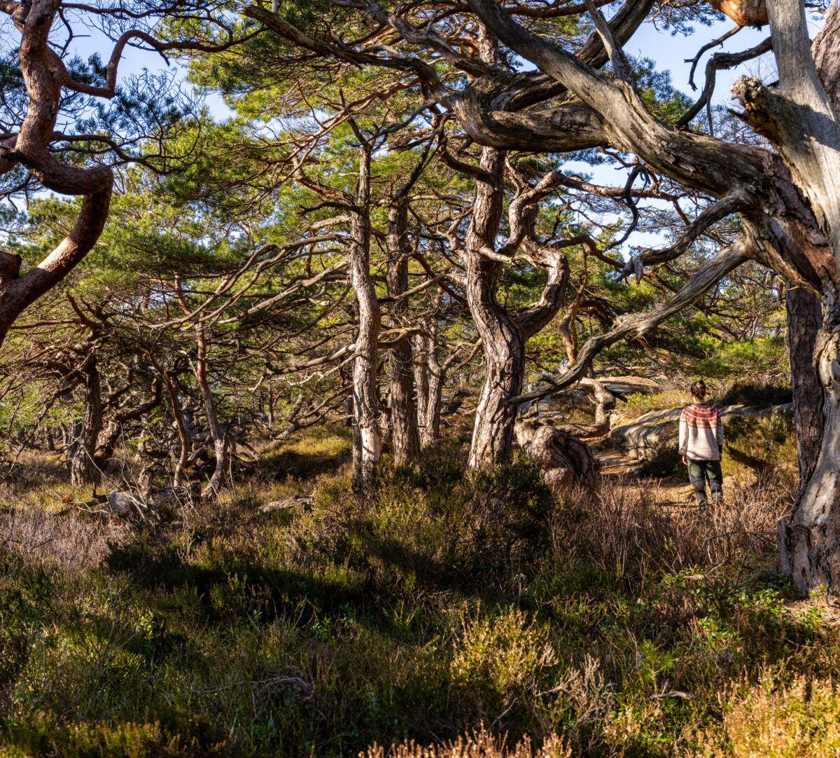 Knotig tallskog och en vadnrsare i förgrunden. Foto.