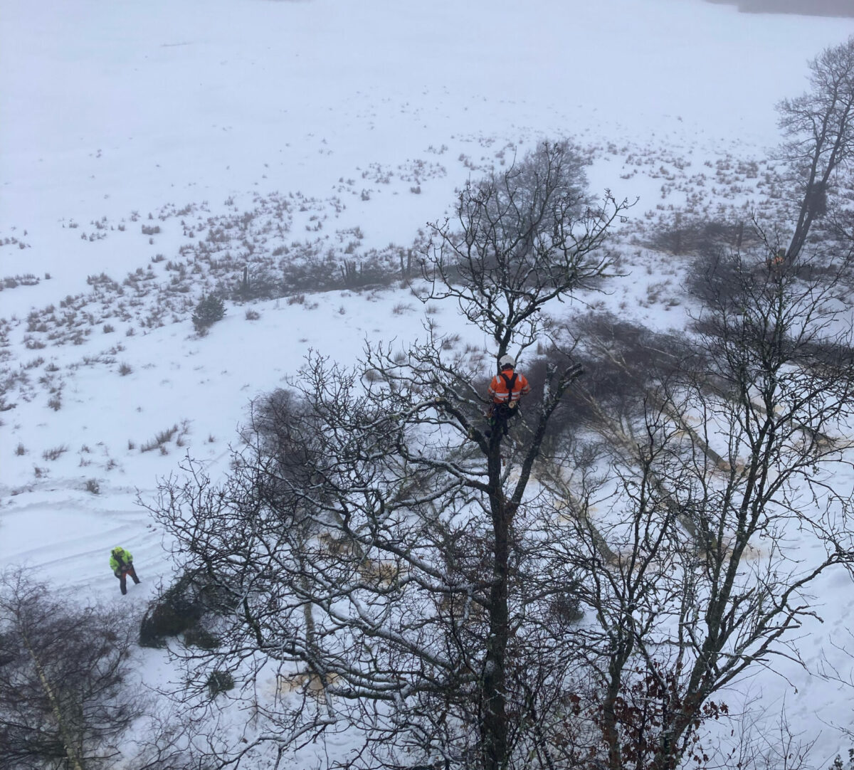Arborist i en trätopp. Foto.