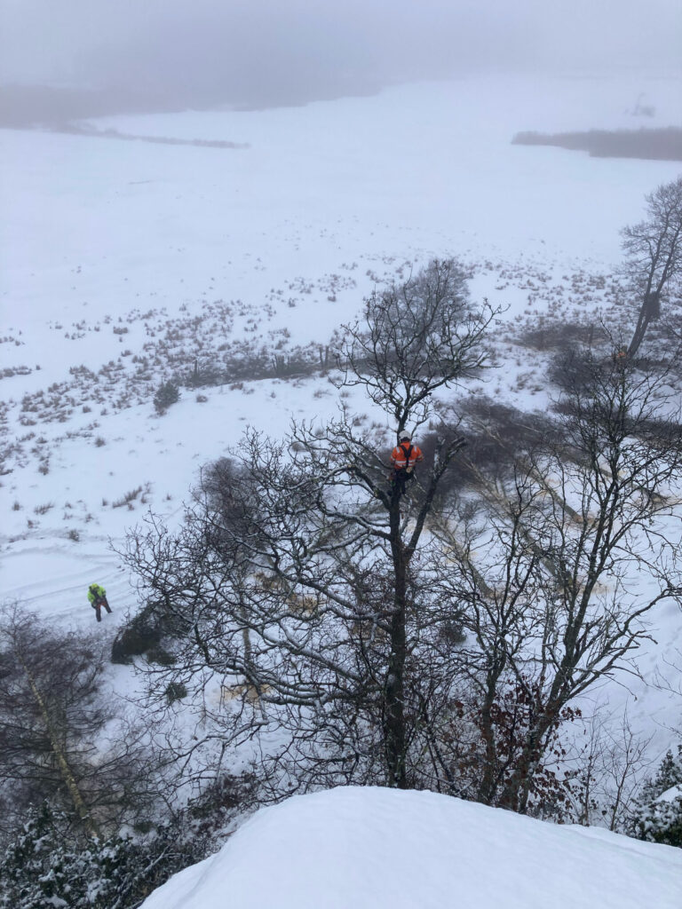 Arborist i en trätopp. Foto.
