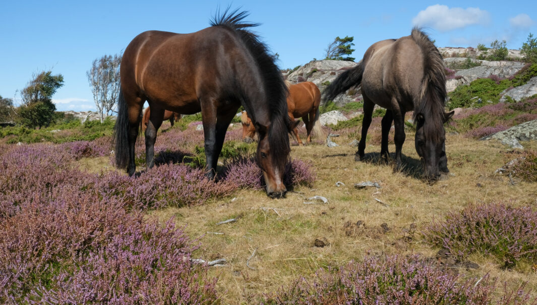 Tre hästar betar bland ljung och gräs. Foto.