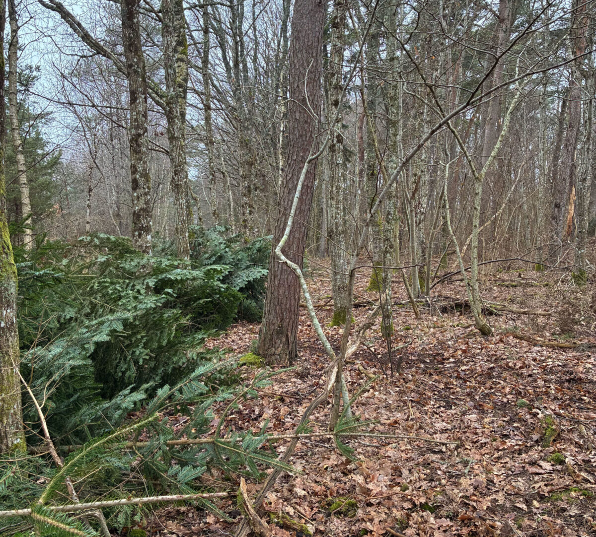 granar på göh till vänster, öppen skpg till höger. Foto.