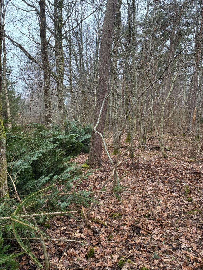 granar på göh till vänster, öppen skpg till höger. Foto.