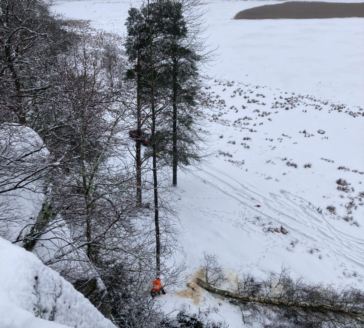 person hugger ner ett träd. Foto.