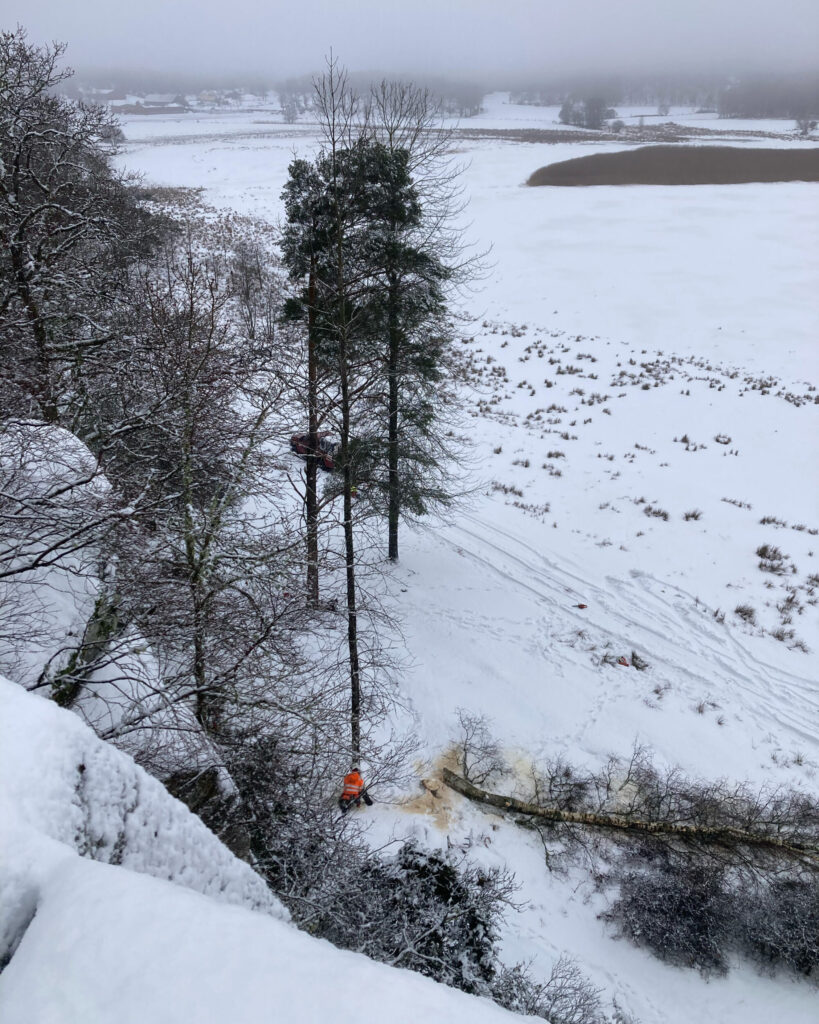 person hugger ner ett träd. Foto.