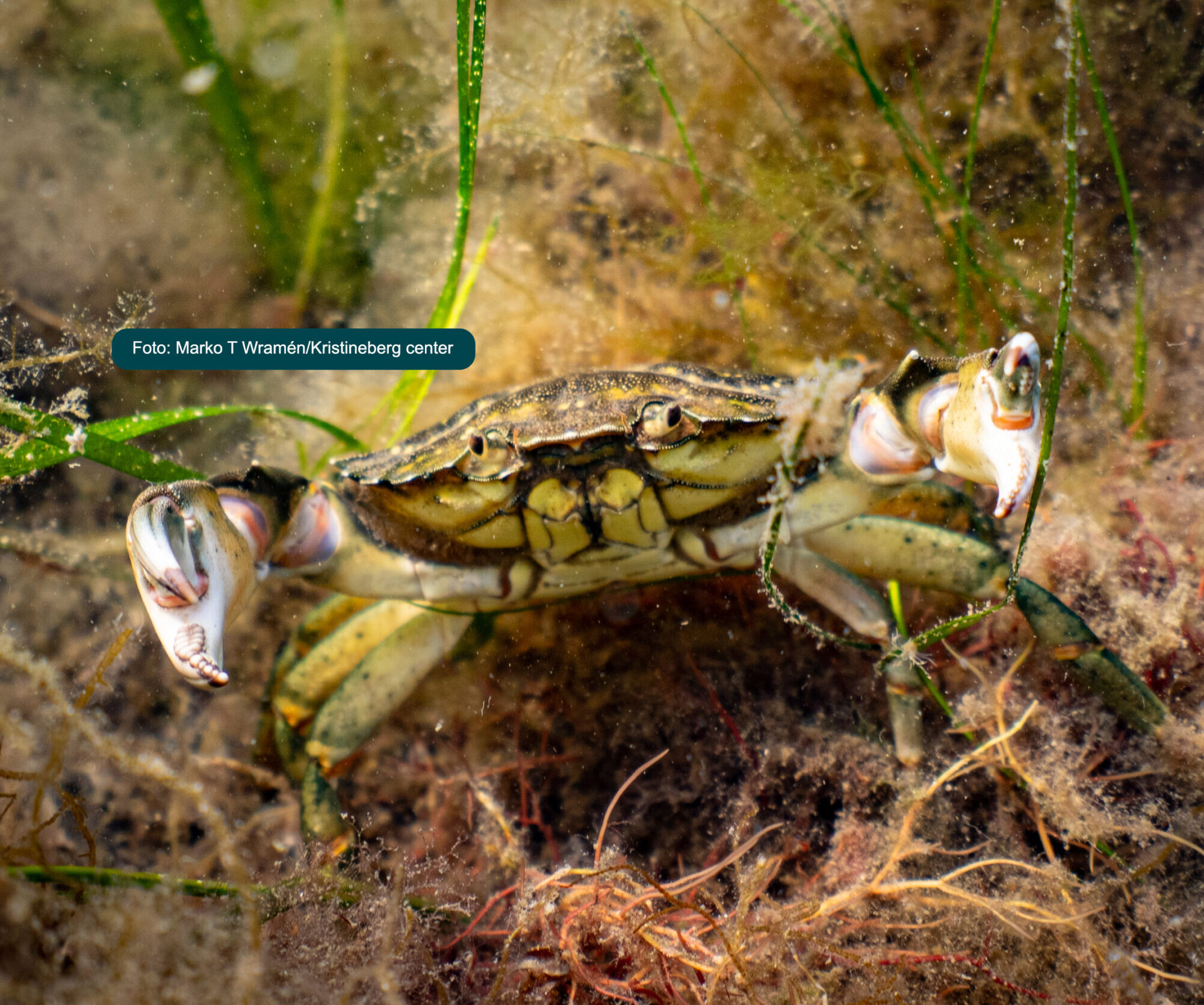 Närbild på en Krabba och text på foto: "Marko T Wramén/Kristineberg center".