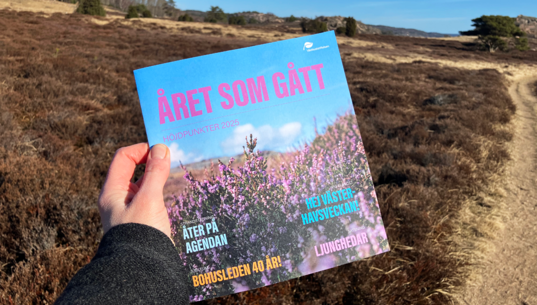 En hand som håller i broschyren "Året som gått" framför en ljunghed i naturreservatet Bua hed.