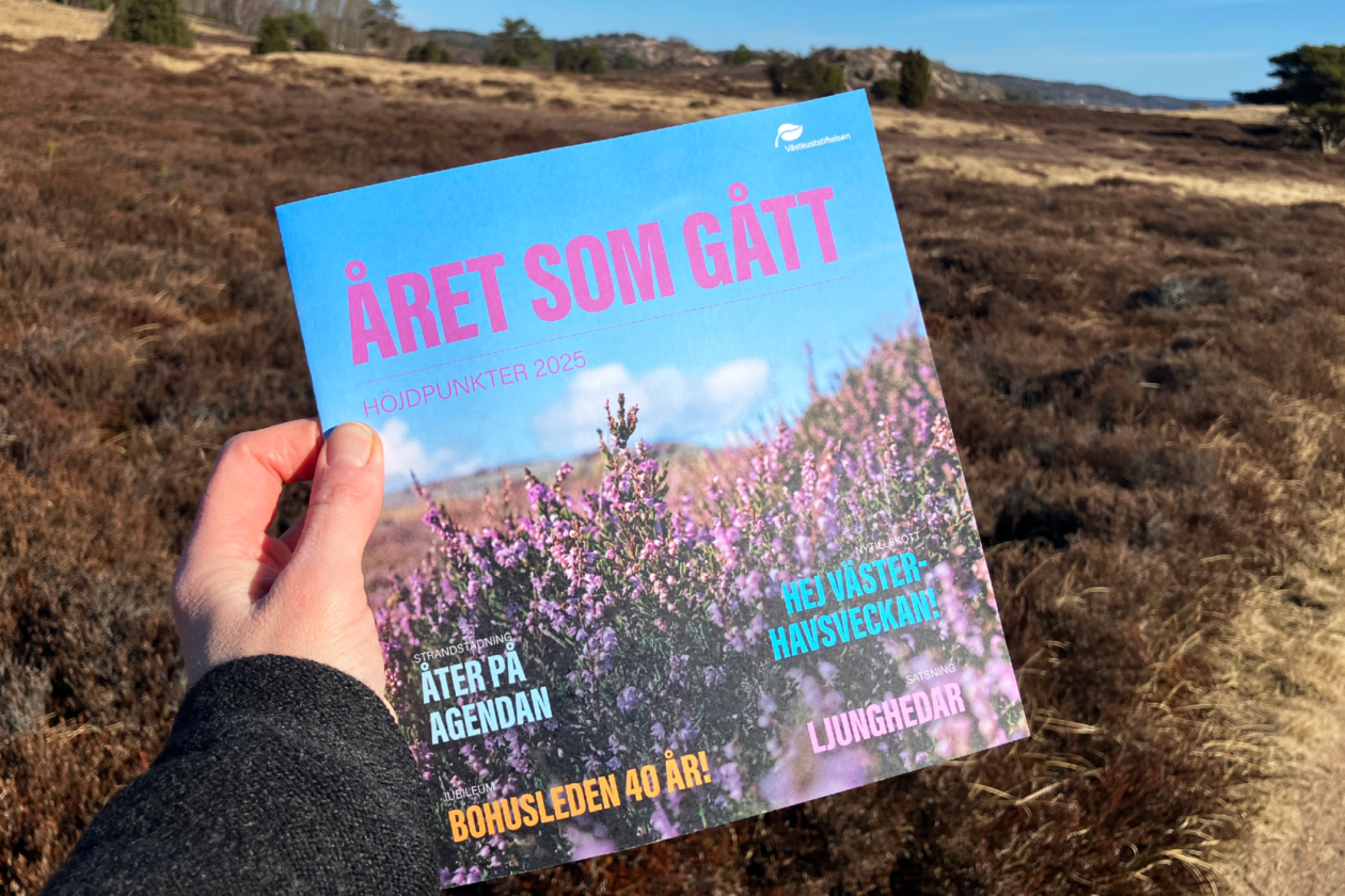 En hand som håller i broschyren "Året som gått" framför en ljunghed i naturreservatet Bua hed.