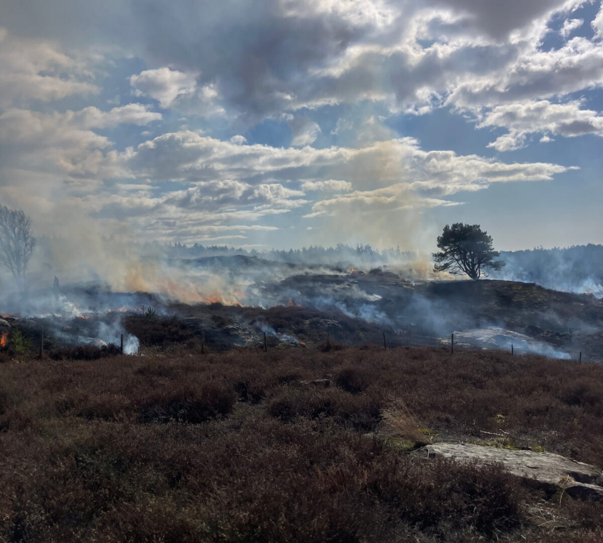 ljunged och i fjärran rök här och var. Foto.
