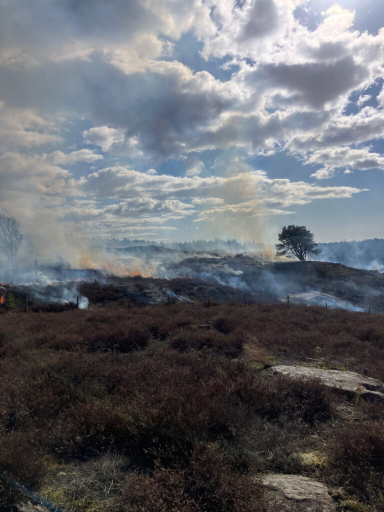 ljunged och i fjärran rök här och var. Foto.