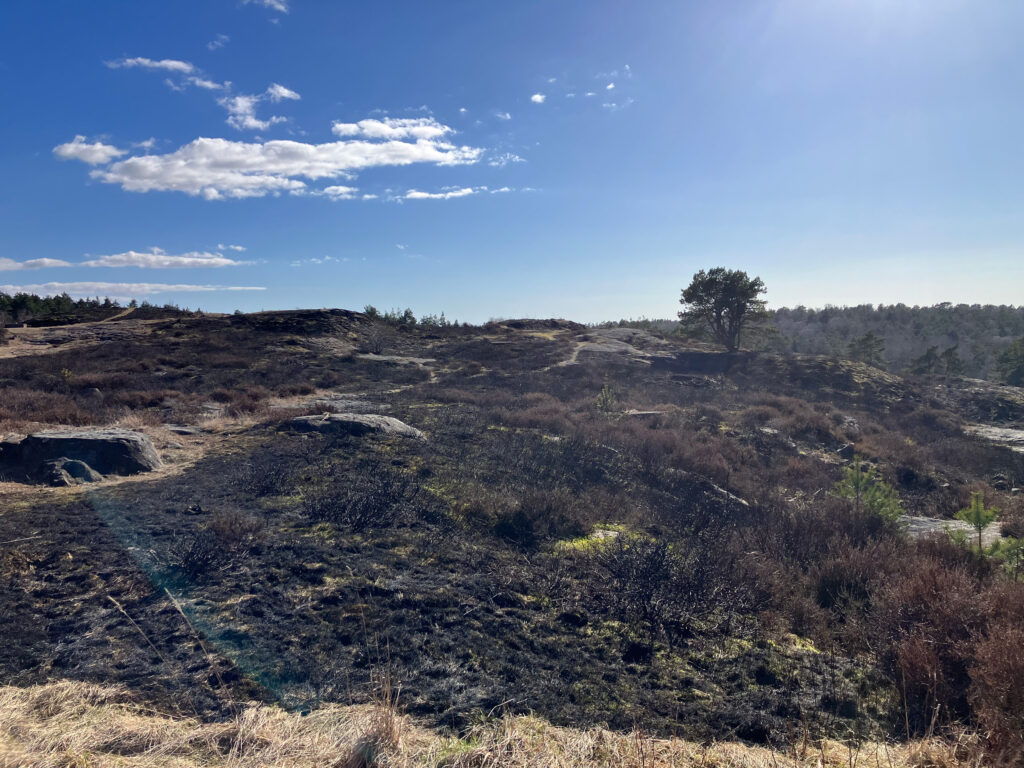 Bitvis bränd markyta efter naturvårdsbränning av ljunghed. Foto.