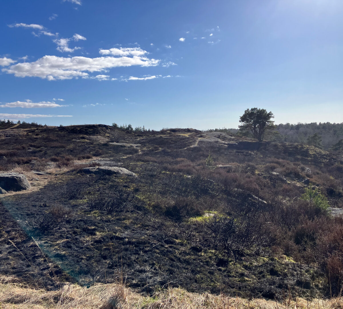 Bitvis bränd markyta efter naturvårdsbränning av ljunghed. Foto.