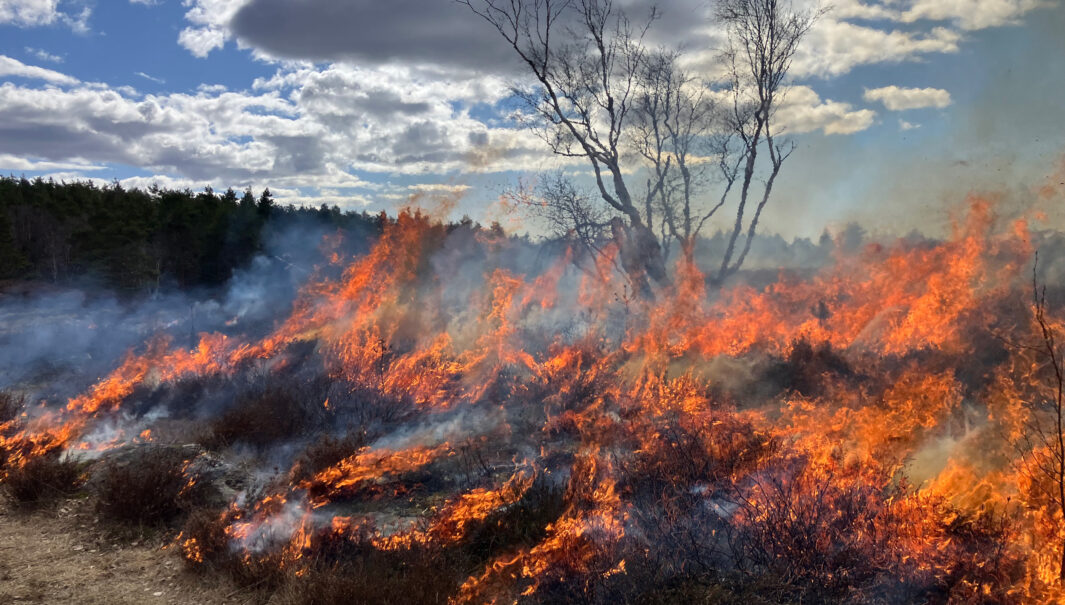 lågor- ljung som brinner. Foto.