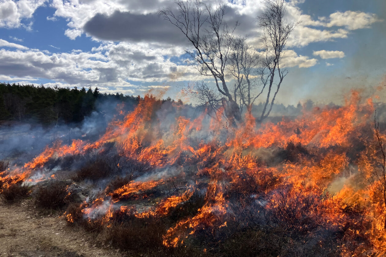 lågor- ljung som brinner. Foto.