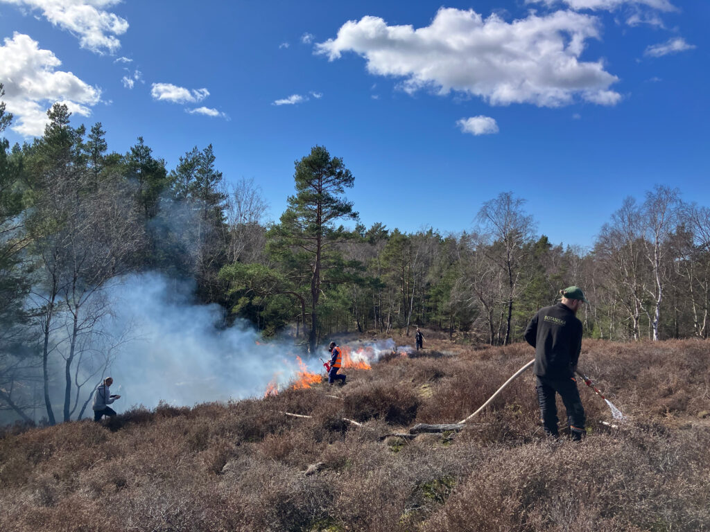 Naturvprdare, en som tänder på ljungh och andra som står med vattenslang. Foto.