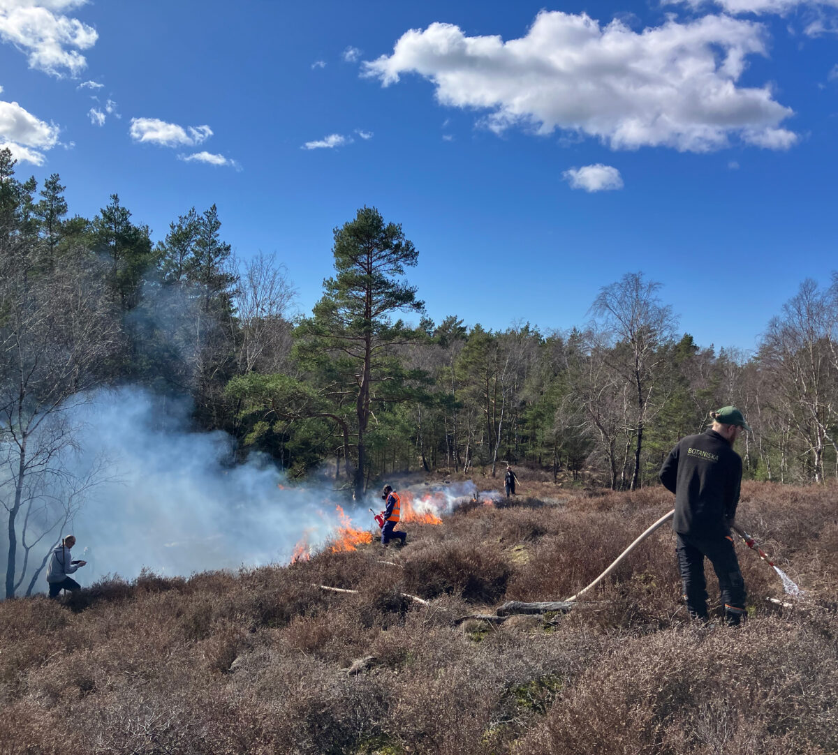 Naturvprdare, en som tänder på ljungh och andra som står med vattenslang. Foto.