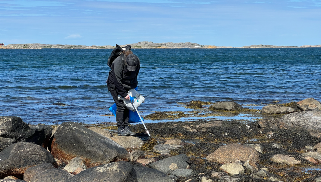 En person strandstädar vid havskanten. Personen har en plocktång att plocka skräp med och två plastpåsar i handen där skräpet kan läggas. Vädret är vackert. Blå himmel och granitklippor i horisonten.