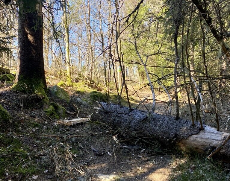 Stort avbrutet träd på stig. Foto.