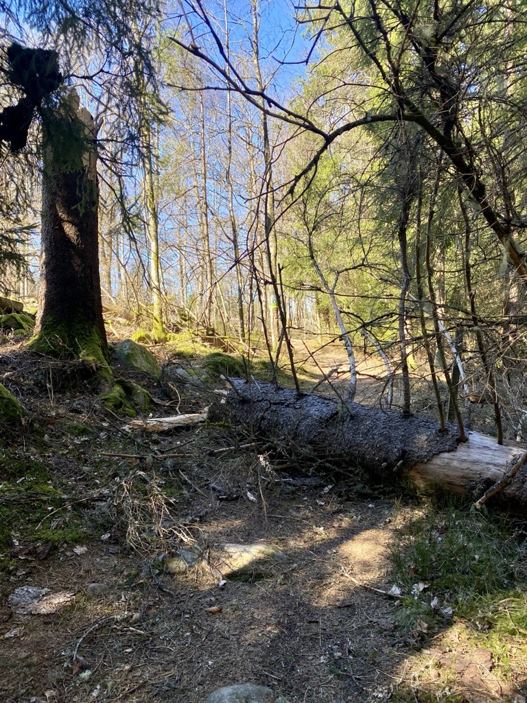 Stort avbrutet träd på stig. Foto.