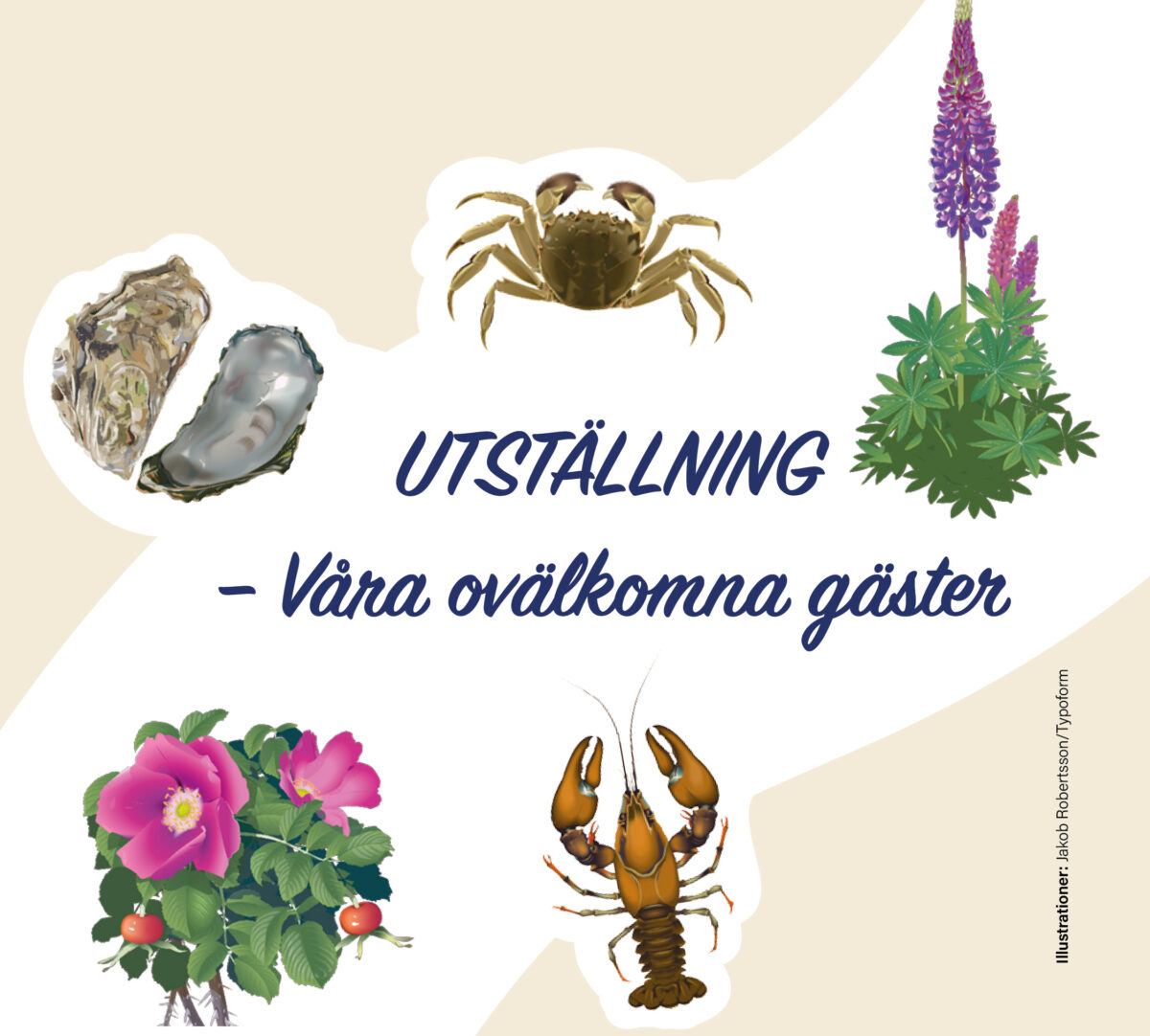Fem illustrationer som omger texten "Utställning - ovälkomna gäster". Illustrationerna visar från vänster : japanskt jätteostron, , ullhanskrabba, blomsterlupin, vresros och signalkräfta. illustrationerna är av Jakob Robertsson/Typoform.
