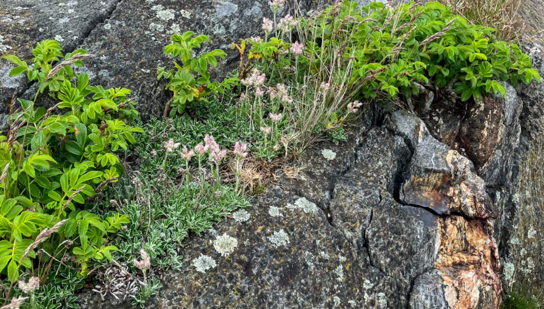 Fotot visar just vresros som omger blommande kattfot i mitten. Kattfot är en art som förekommer naturligt här. Vresros däremot kom ursprungligen till Sverige som prydnadsväxt och för att stabilisera sandiga stränder. Nedan texten: I fel natur 5-8 juni.