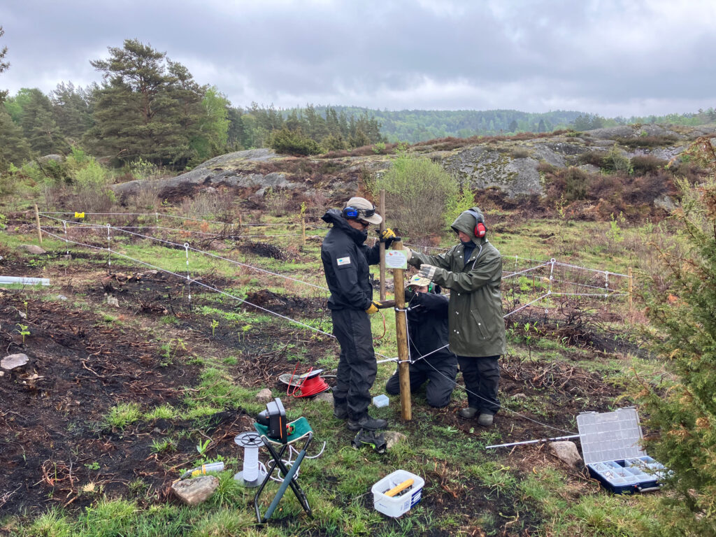 tre naturvårdare håller på att stängsla.