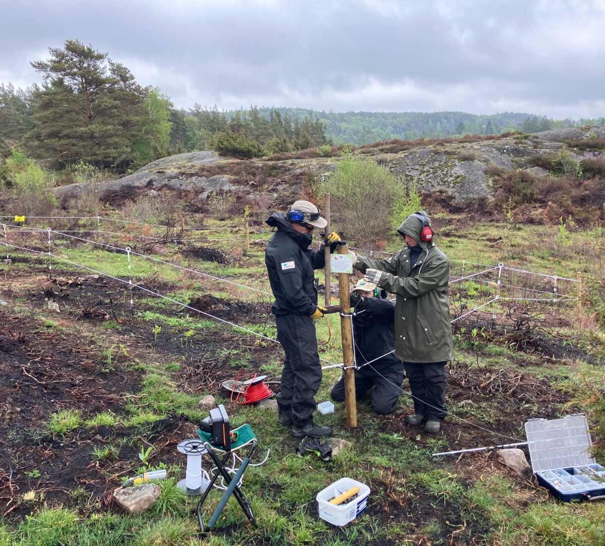 tre naturvårdare håller på att stängsla.