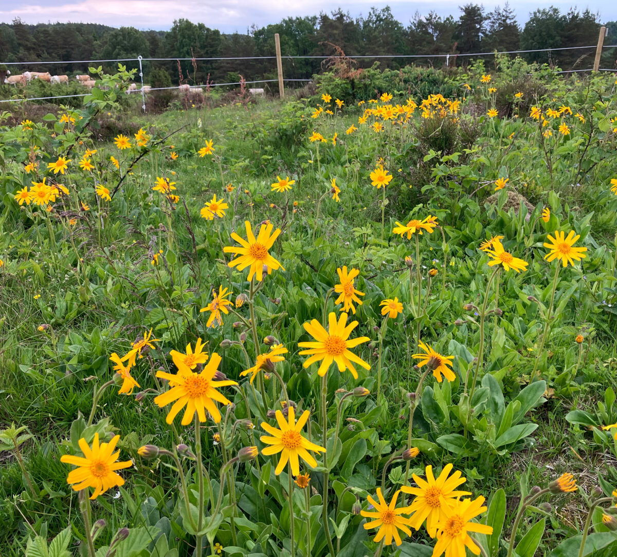 Stor mängd men instängslade gula blommor. Kor skymtar i bakgrunden. Foto.