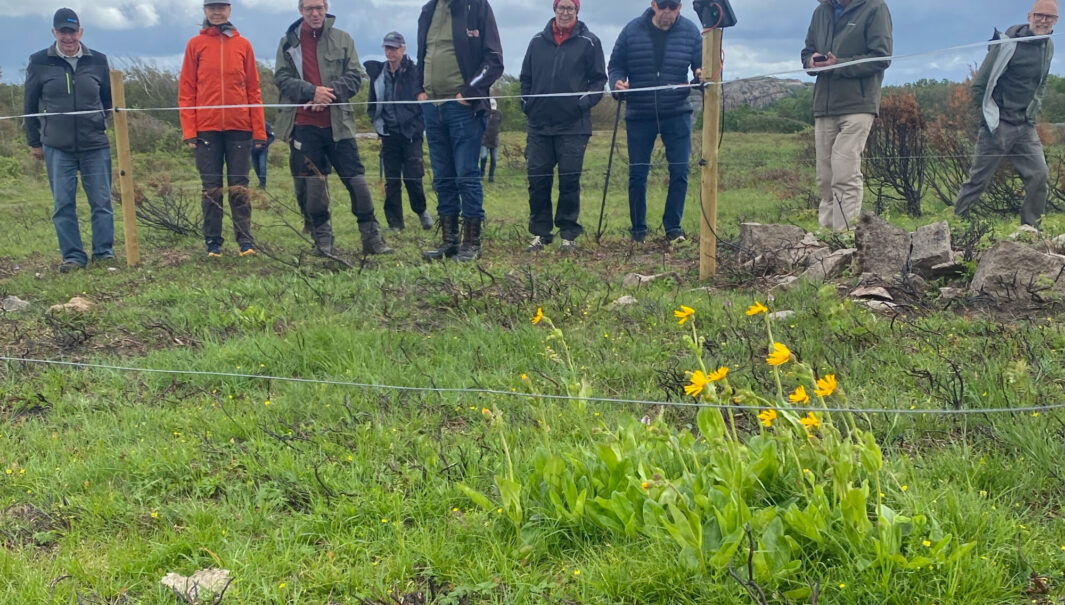 grupp personer står utanför stängsel och ser på gula blommor.