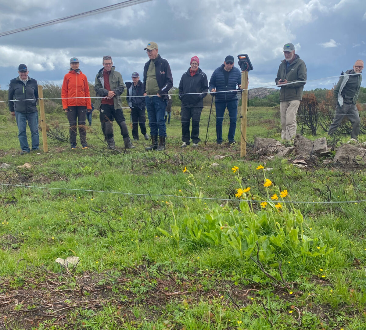 grupp personer står utanför stängsel och ser på gula blommor.