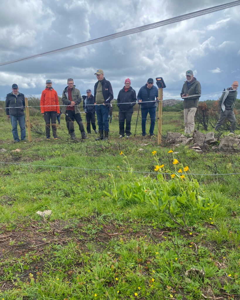 grupp personer står utanför stängsel och ser på gula blommor.