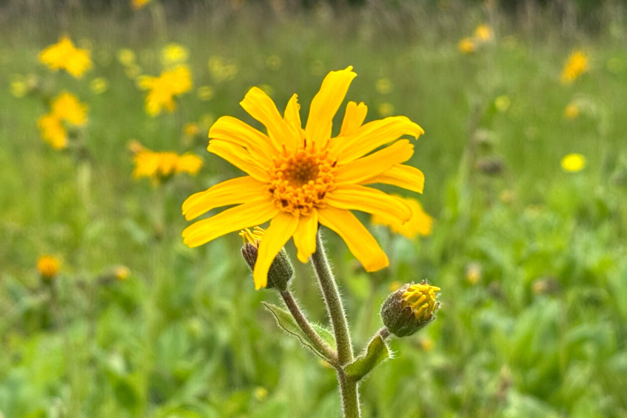 Närbild på en gul blomma