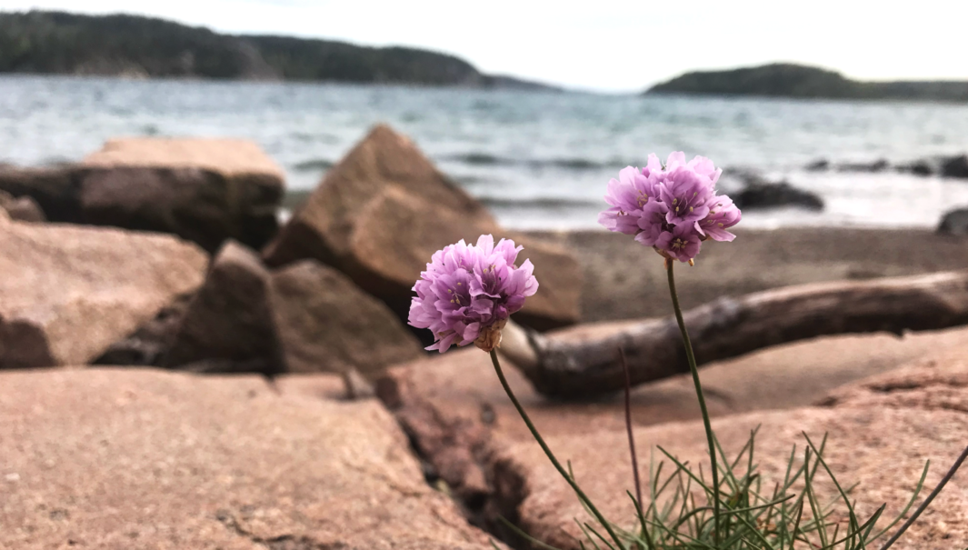 Blommande trift som växer i en skreva mellan rosa klipphällar. Havet syns i bakgrunden. Foto.