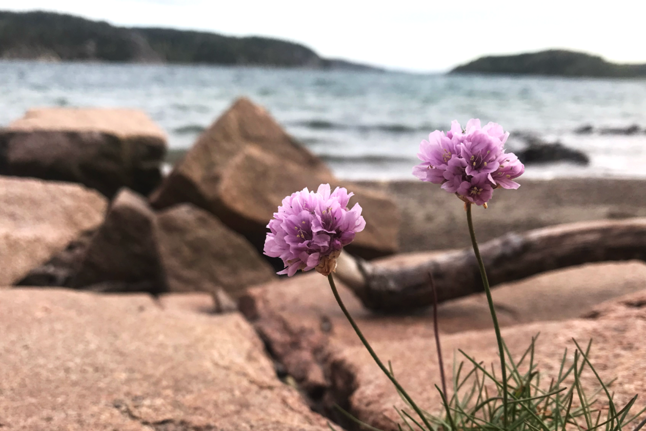 Blommande trift som växer i en skreva mellan rosa klipphällar. Havet syns i bakgrunden. Foto.