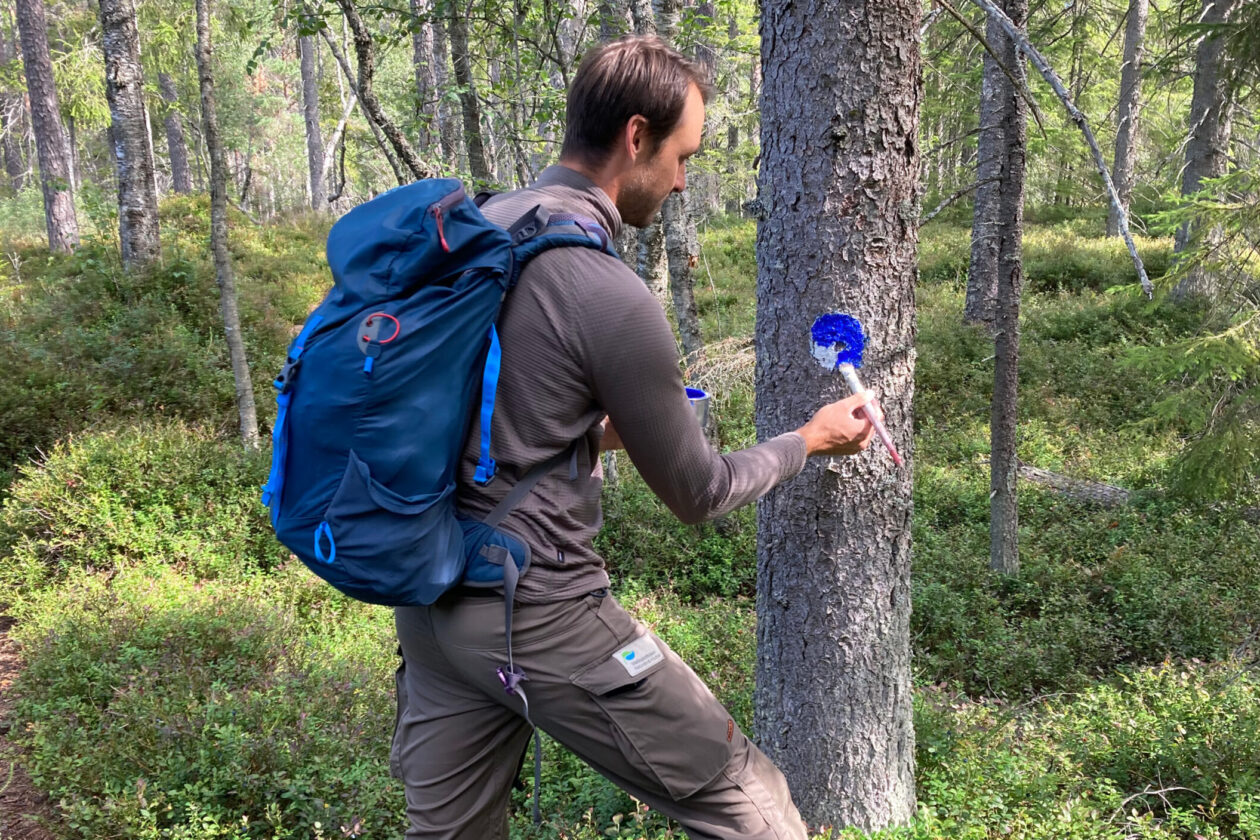 Person med ryggsäck målar enn blå prick på ett träd. Foto.